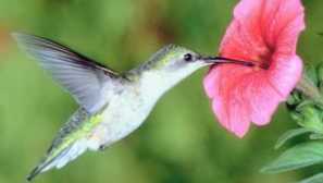 Hummingbird: каде живее оваа птица и колку тежи